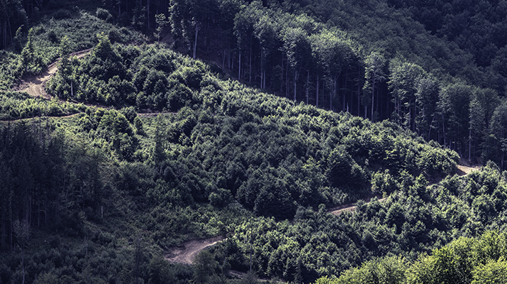 Diplomarbeit: Rumänische Wälder – Reportagemagazin und Infomaterial