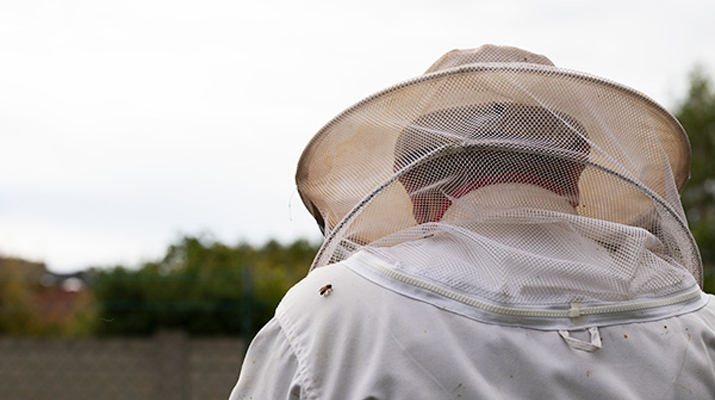 Diplomarbeit: Imkerei: Rund um die Bienen und den Honig – druckfertiges PDF für ein Fotobuch