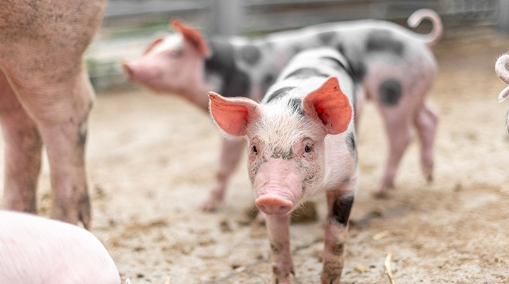 Diplomarbeit: Schwein gehabt – Eine Foto- und Videodokumentation über Schweinehaltung in Österreich